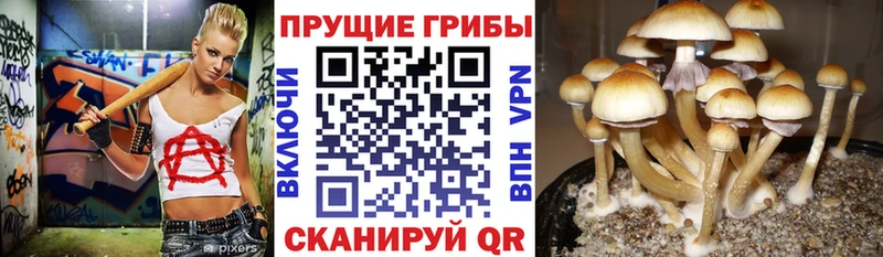Псилоцибиновые грибы Psilocybe  Красавино 